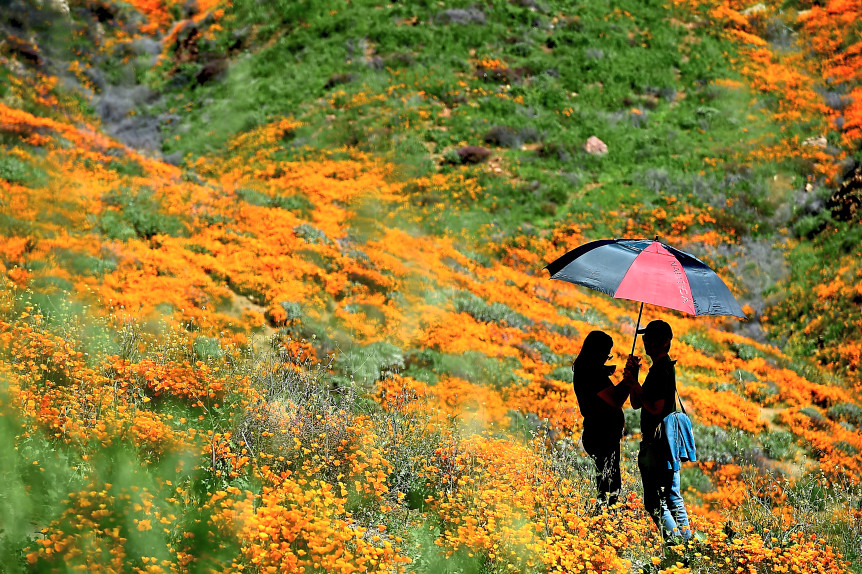 Visitors+enjoy+the+views+of+the+poppy+fields+at+the+overwhelmingly+popular+wildflower+viewing+area+at+Walker+Canyon+in+Lake+Elsinore+on+Monday%2C+March+18%2C+2019.+The+weekend+traffic+and+associated+problems%2C+such+as+overflowing+portable+toilets%2C+bumper-to-bumper+traffic+and+cars+parking+on+the+15+Freeway%2C+forced+city+officials+to+cut+off+access+to+the+area+Sunday.+%28Photo+by+Jennifer+Cappuccio+Maher%2C+Inland+Valley+Daily+Bulletin%2FSCNG%29