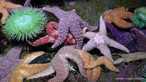 What's Under the Sea?