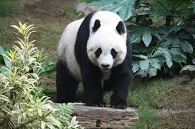 Why I Like Pandas More Than Any Other Animal