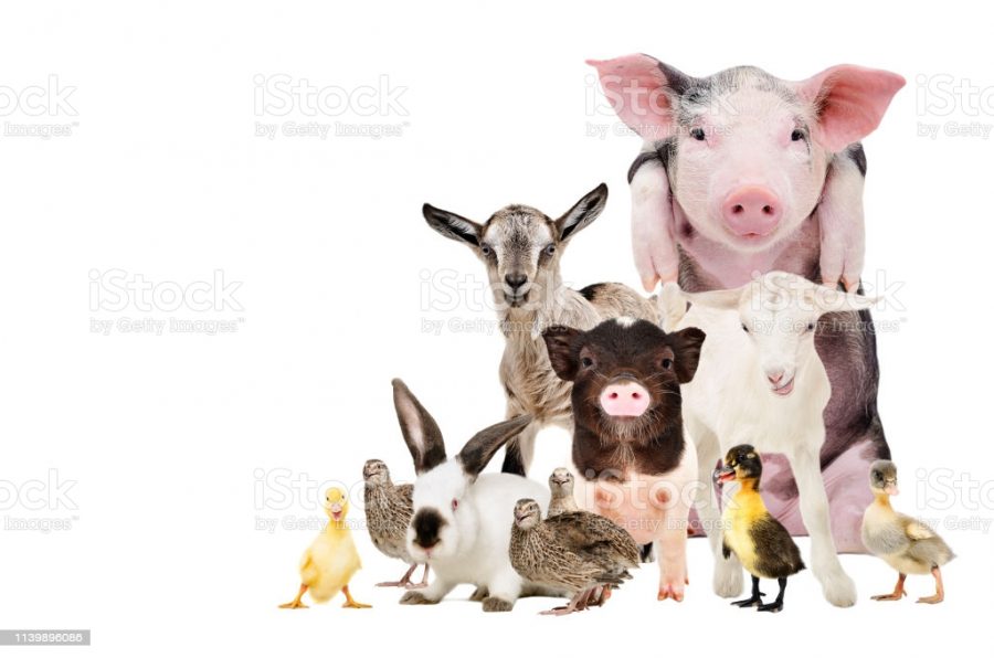 Group of cute farm animals together, isolated on white background