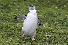 Is a Penguin a Good Pet?
