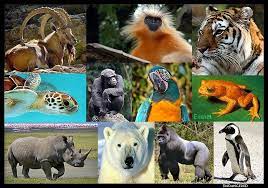 21 Species Have Been Declared as Extinct