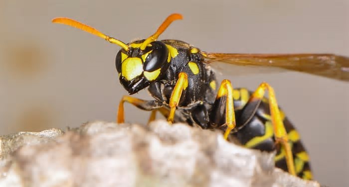 Ways to Keep Wasps Out of Your Yard