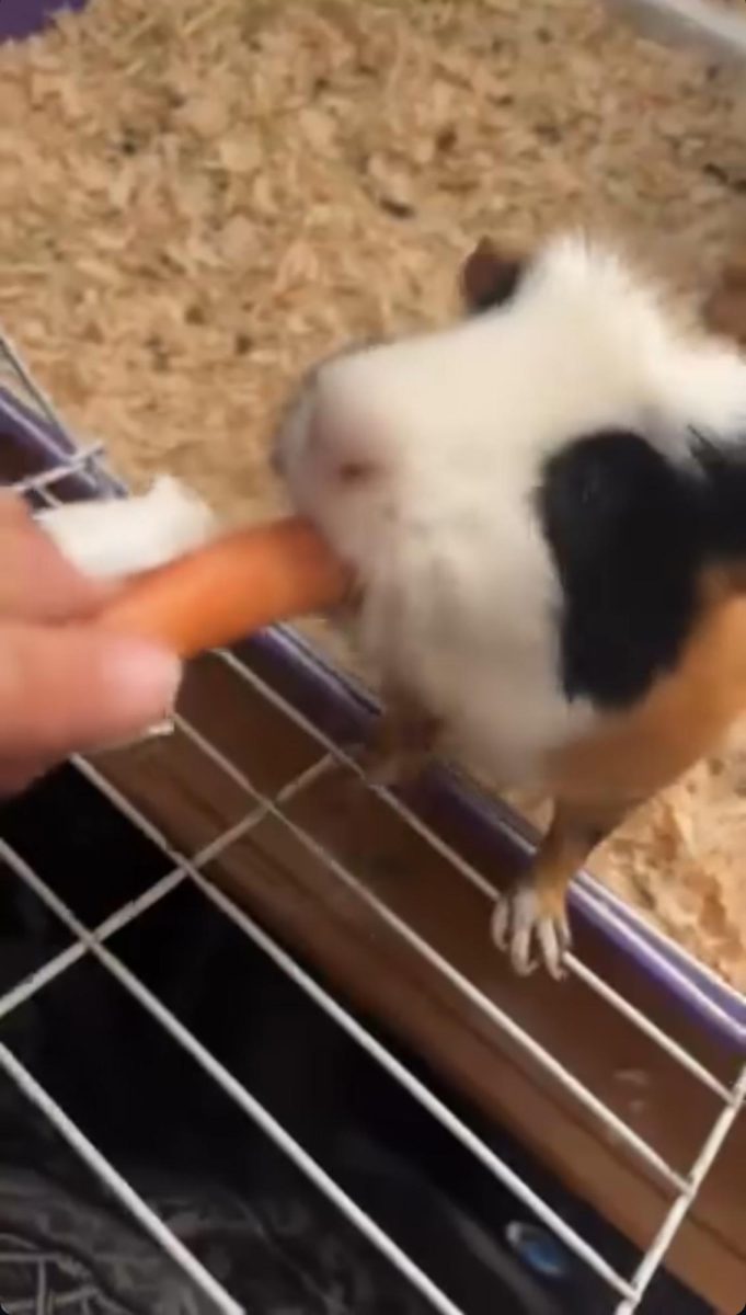 it’s fighting me for a carrot because it’s fat