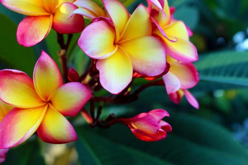 Plumerias!