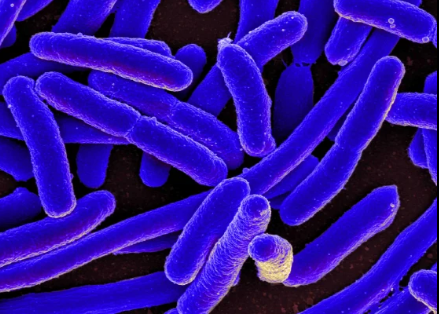 E. Coli Outbreak