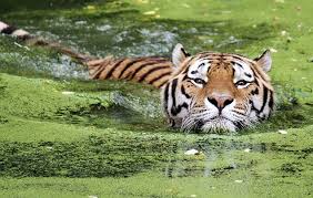 Fun Facts about Tigers