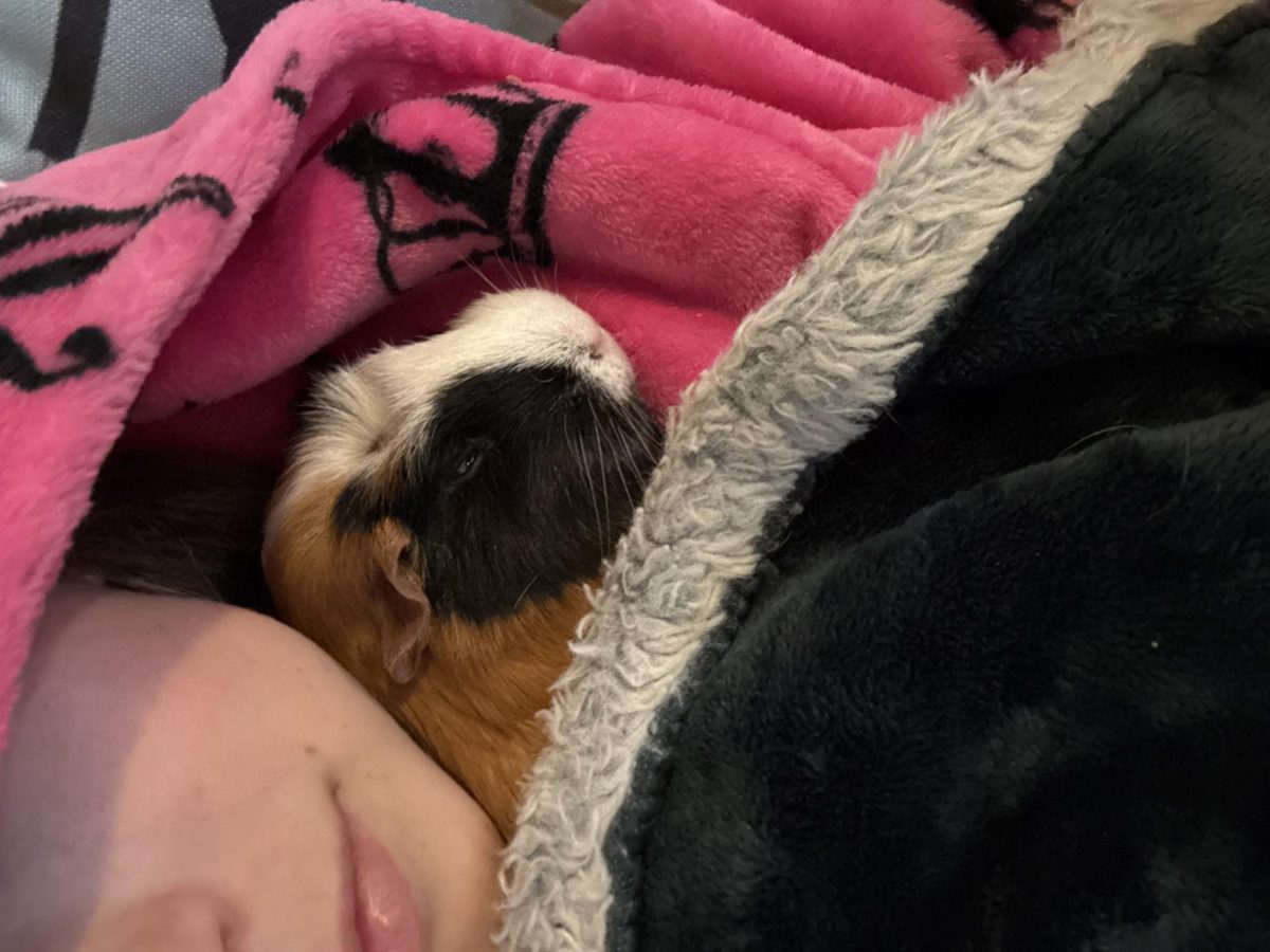 My Guinea Pig