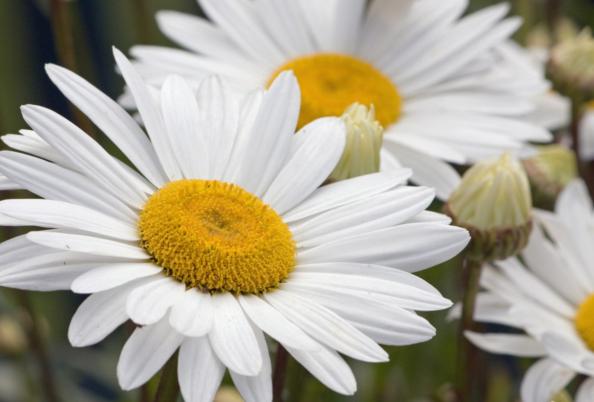 The Significance of Giving Flowers to the Ill