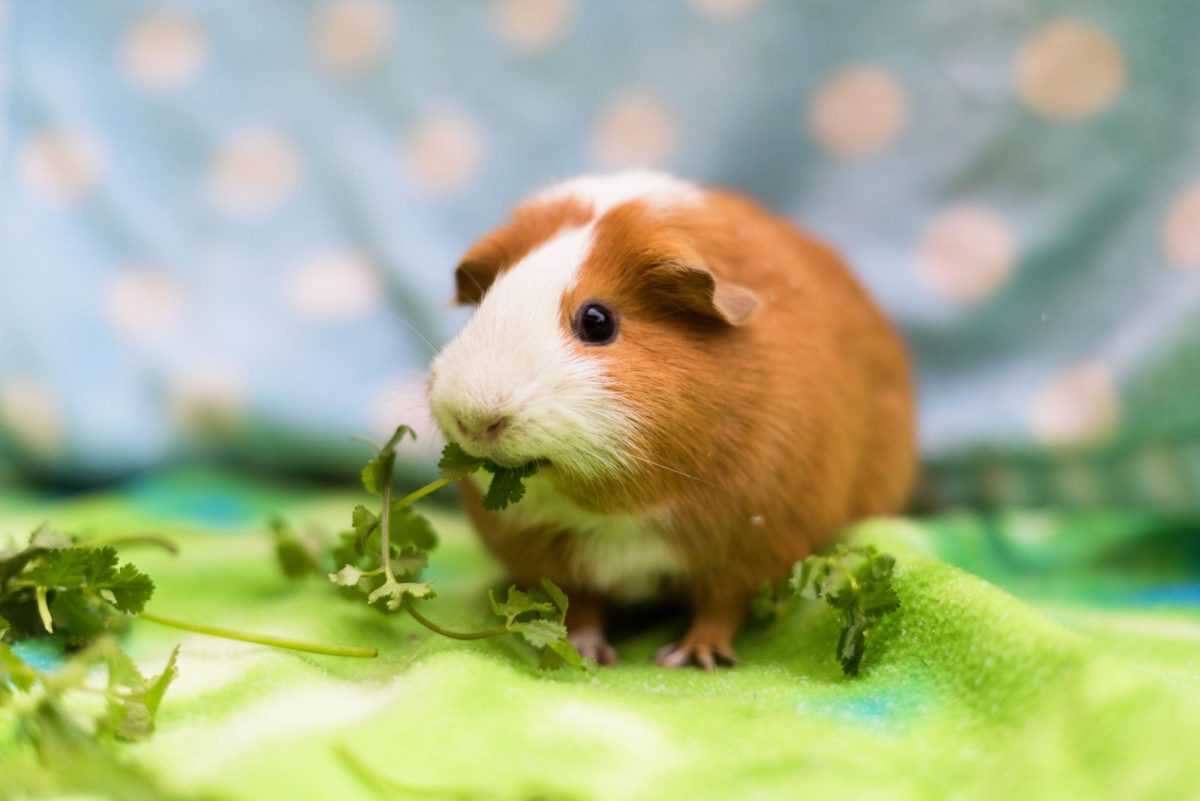 Guinea Pigs