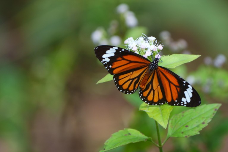 Butterflies