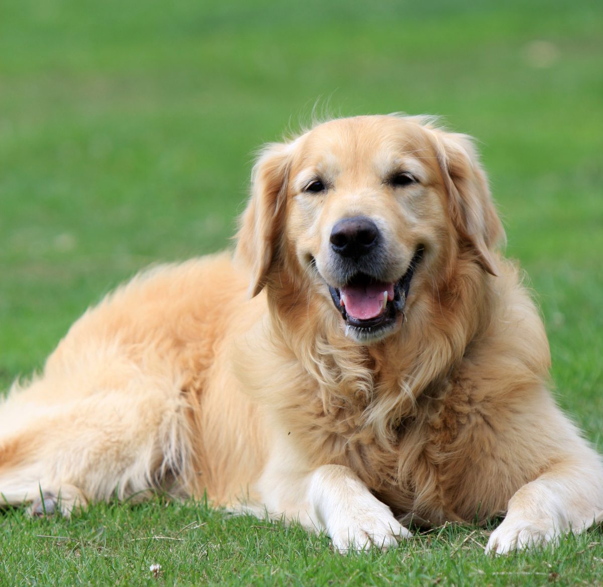 Benefits of Having a Dog