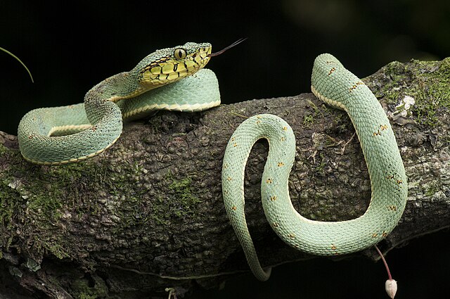 Snakes!