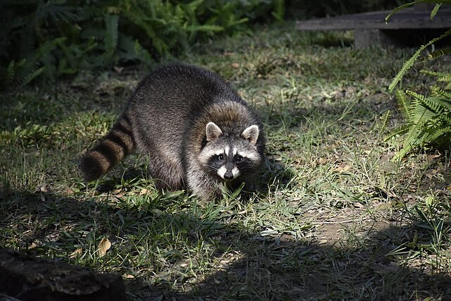 Raccoons!