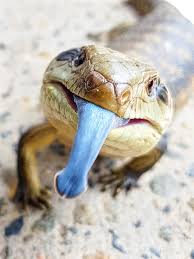 About Blue-Tongued Skinks!