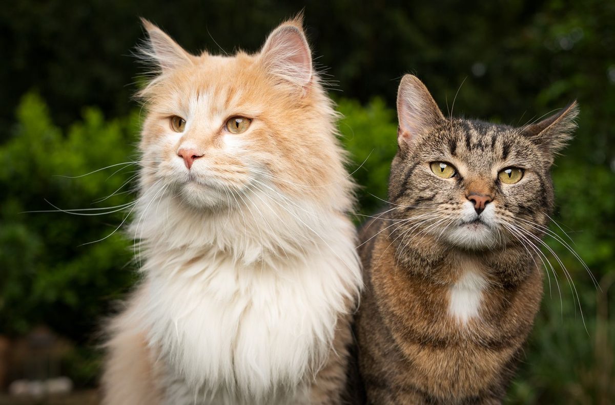 About Cats!