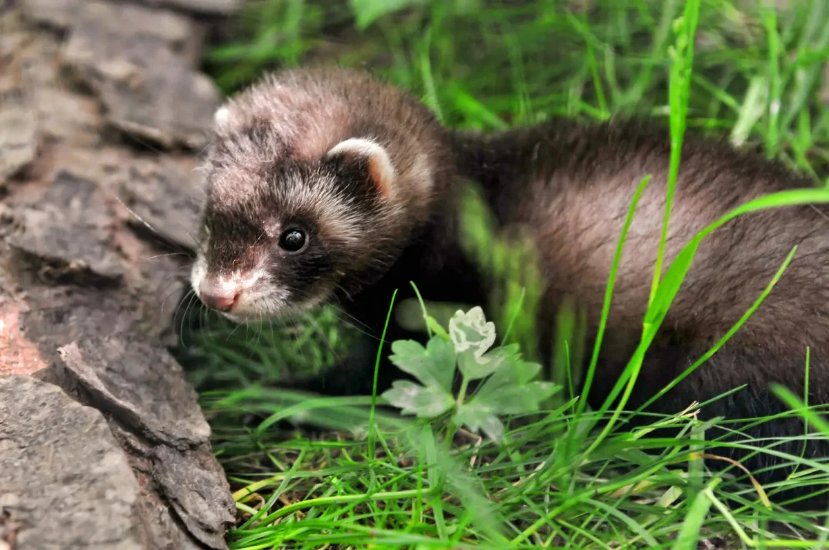 Things You Should Know Before Getting a Ferret!