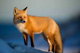 Facts about Foxes!