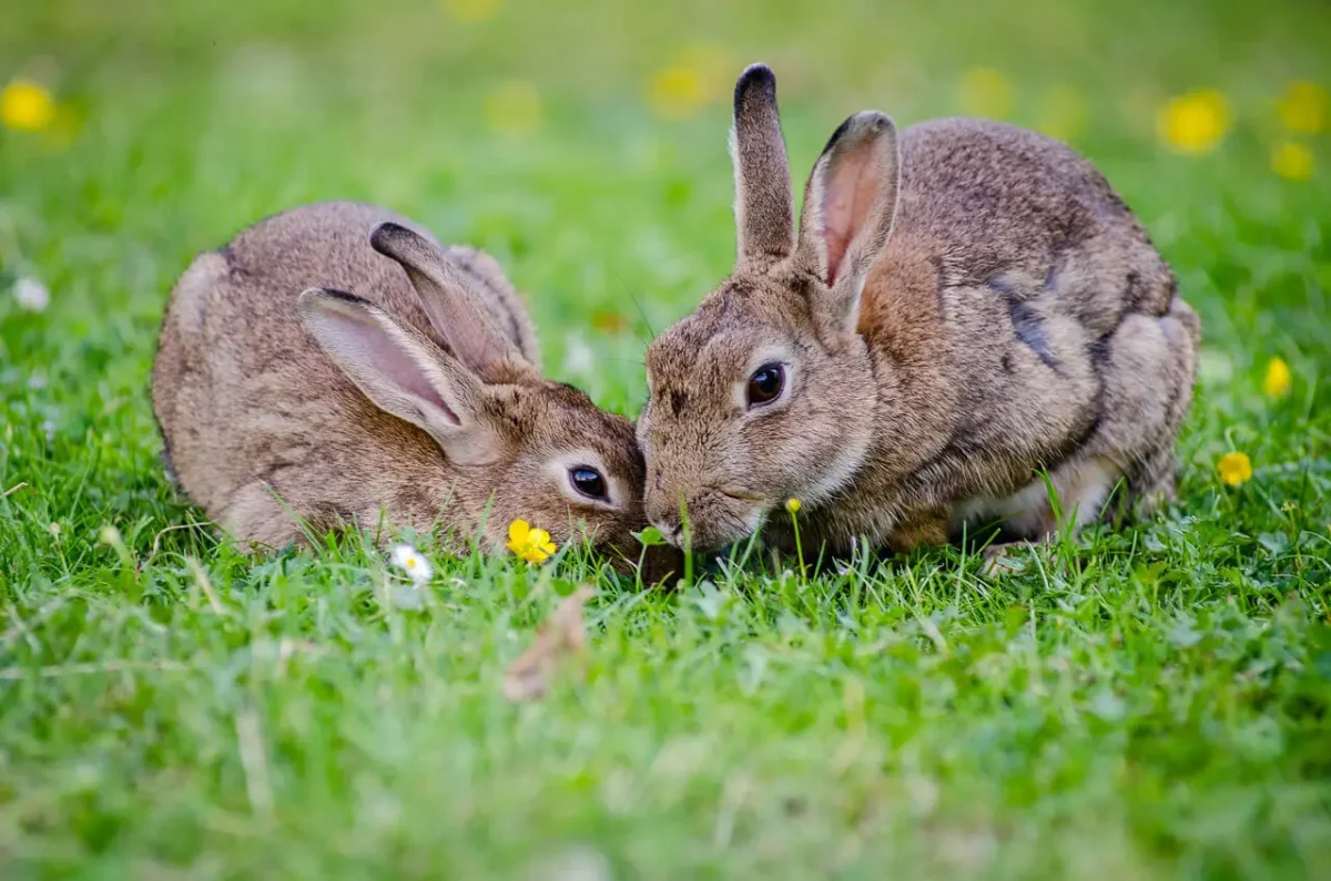 Facts about Rabbits!