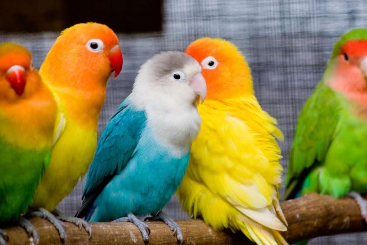 What Are Lovebirds?