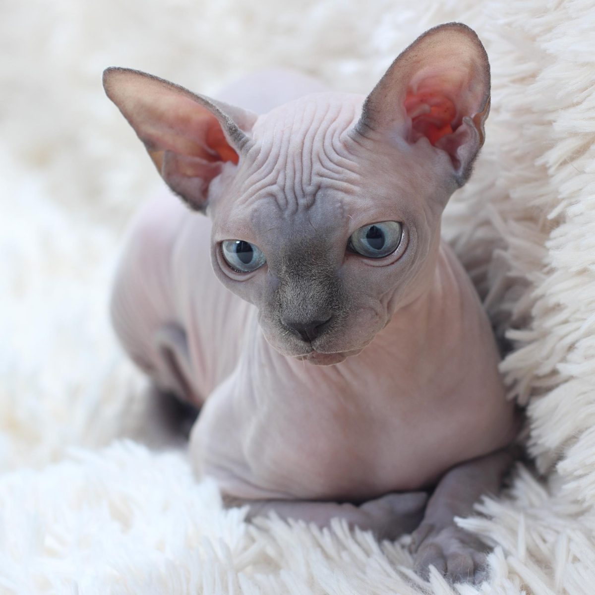 Sphynx Cats!