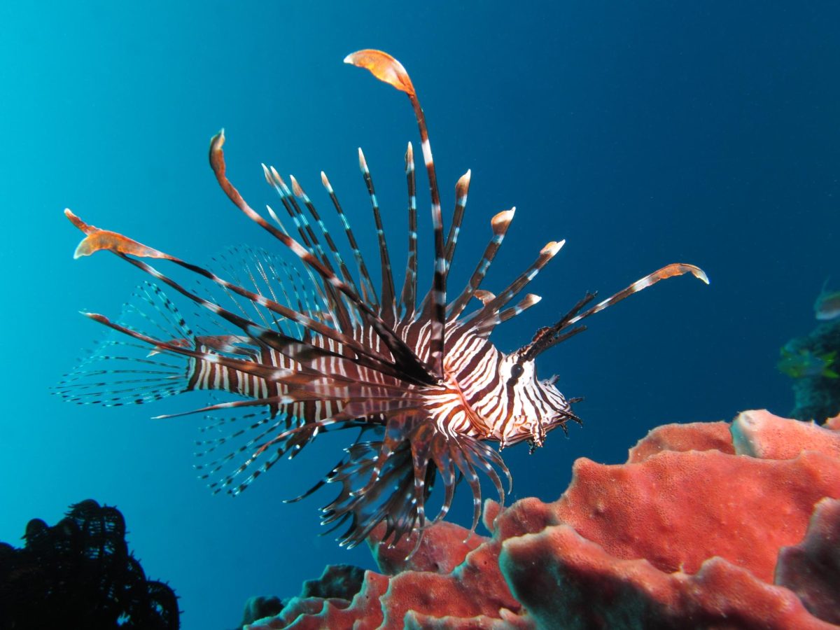 Fish 101: Lionfish