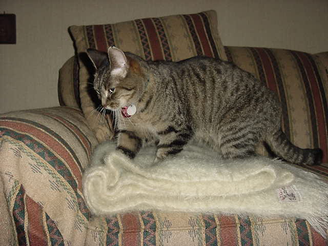 Why Do Cats Knead?