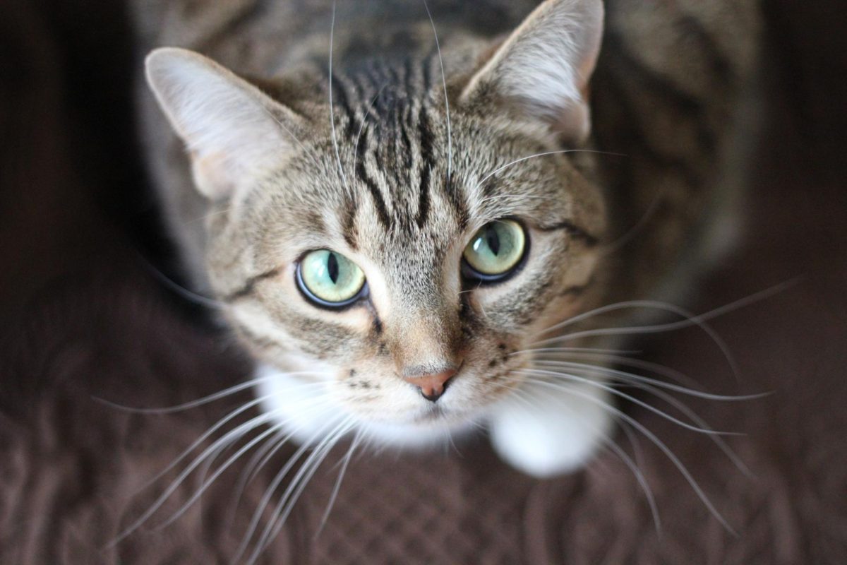 Why Do Cats Have Whiskers?