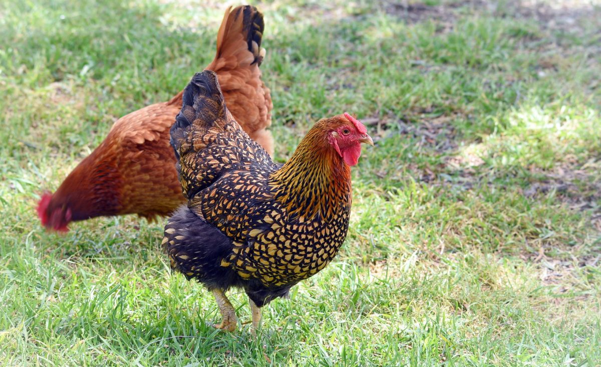 All About: Chickens!