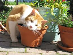 What is Catnip?